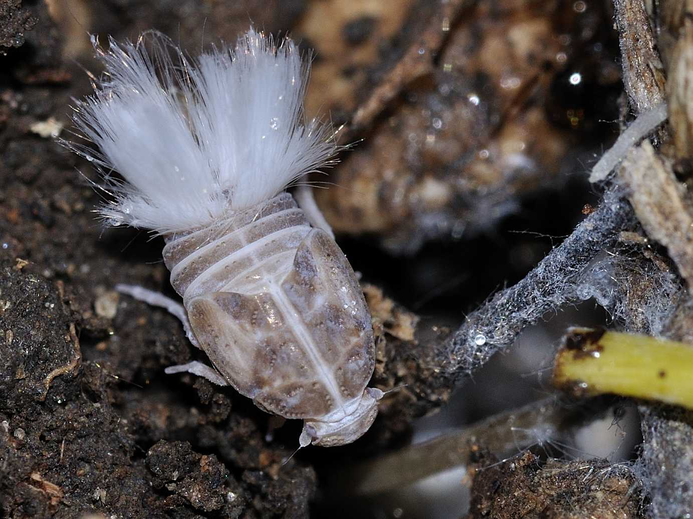 ninfe di Cixiidae sp.  Lazio.